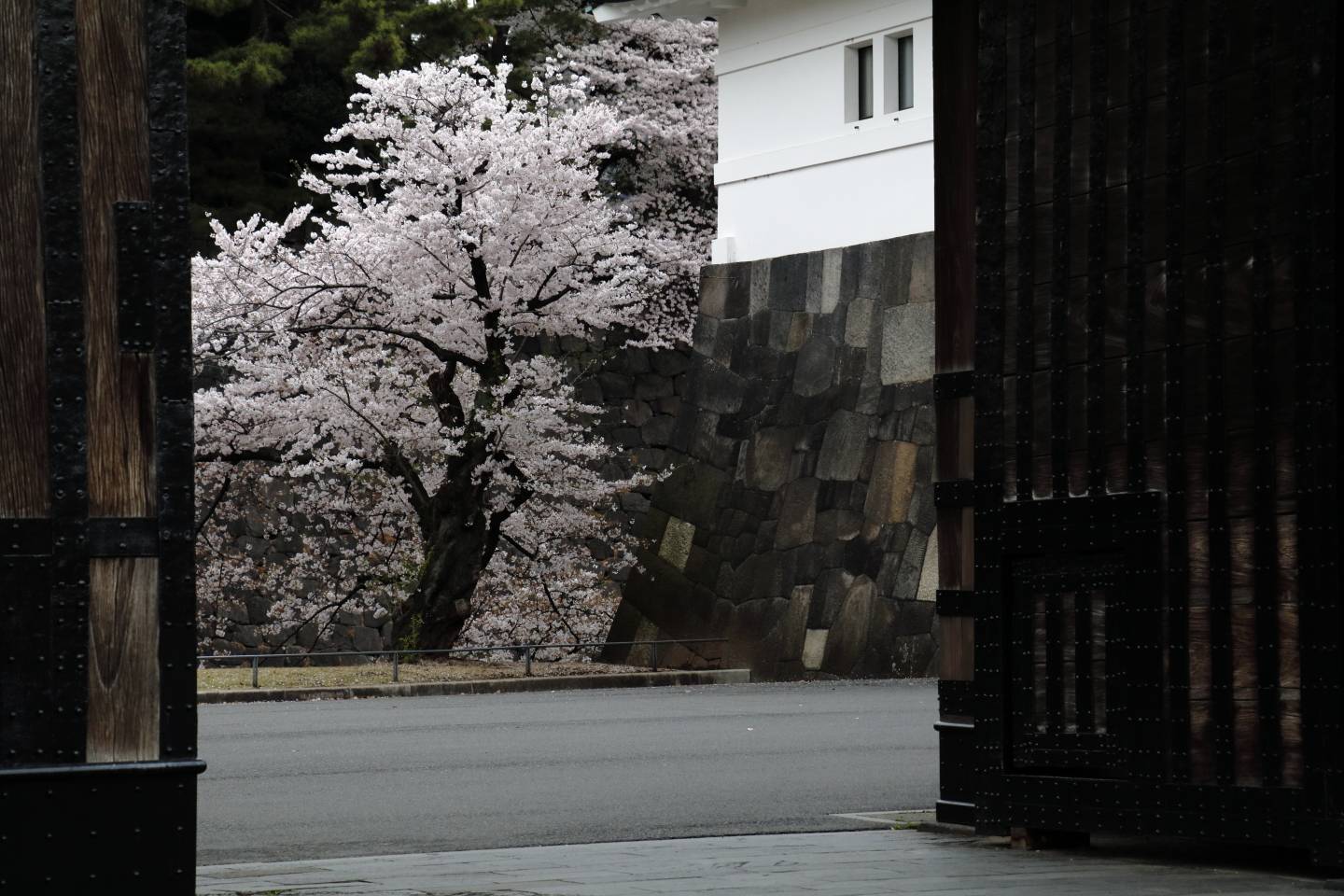 JTPA Japan Travel Photographers Association Kirschblüte Tokyo