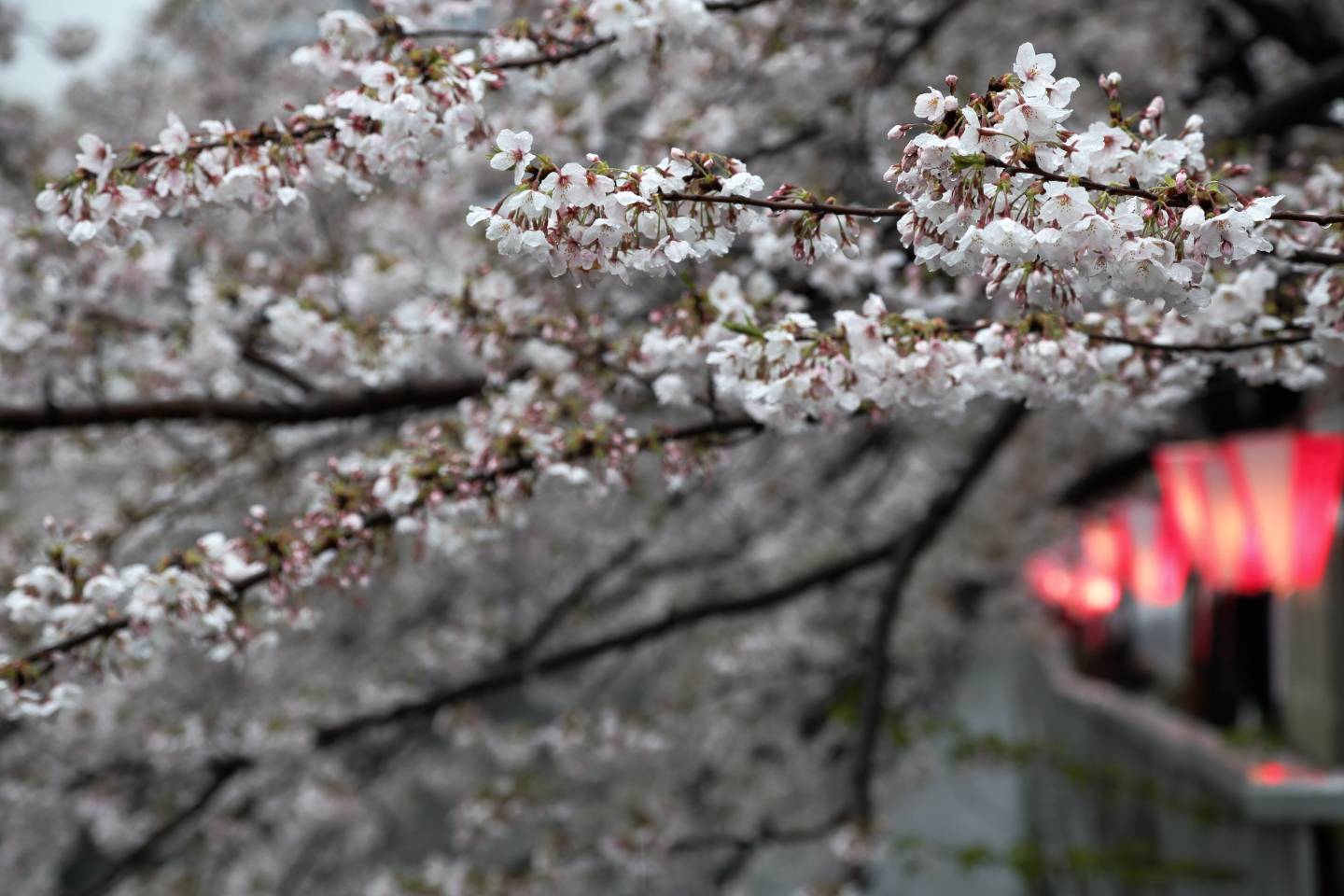 JTPA Japan Travel Photographers Association Kirschblüte Tokyo