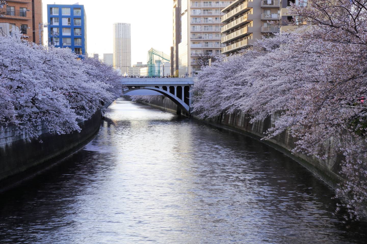 JTPA Japan Travel Photographers Association Kirschblüte Tokyo