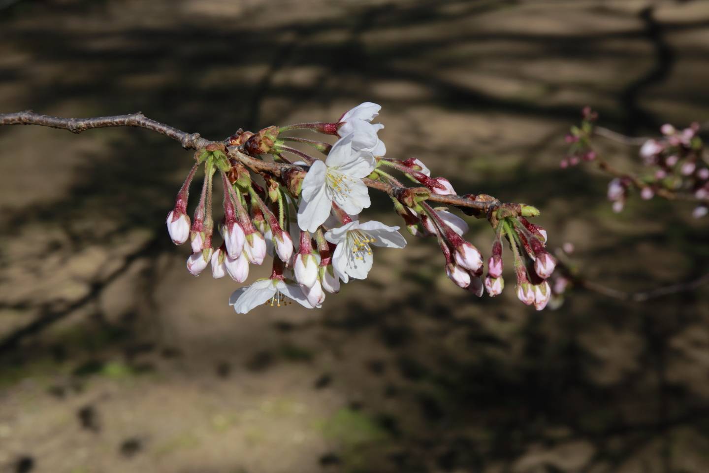 JTPA Japan Travel Photographers Association Kirschblüte Tokyo