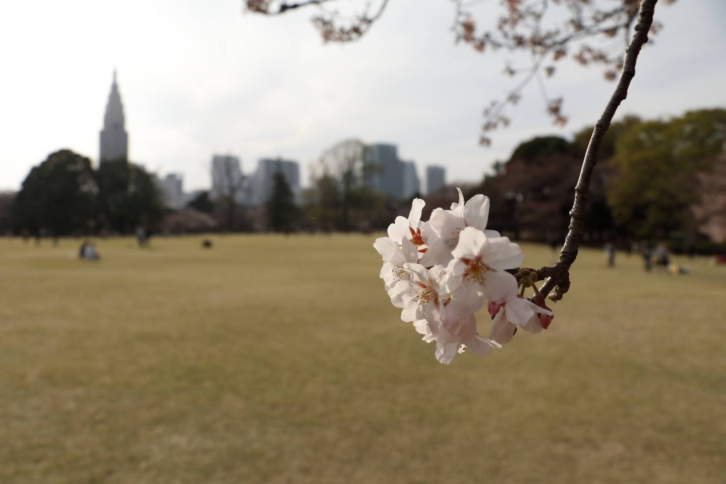 JTPA Japan Travel Photographers Association Kirschblüte Tokyo