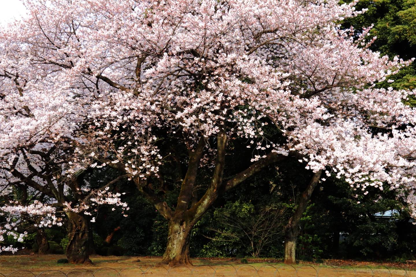 JTPA Japan Travel Photographers Association Kirschblüte Tokyo