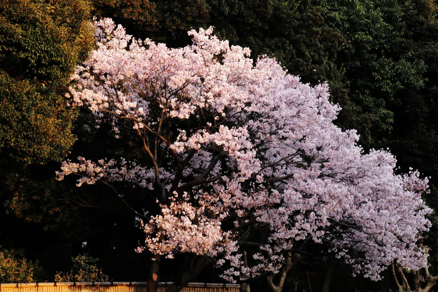 JTPA Japan Travel Photographers Association Kirschblüte Tokyo