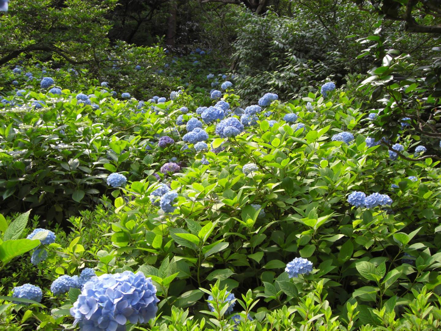 hortensie japan