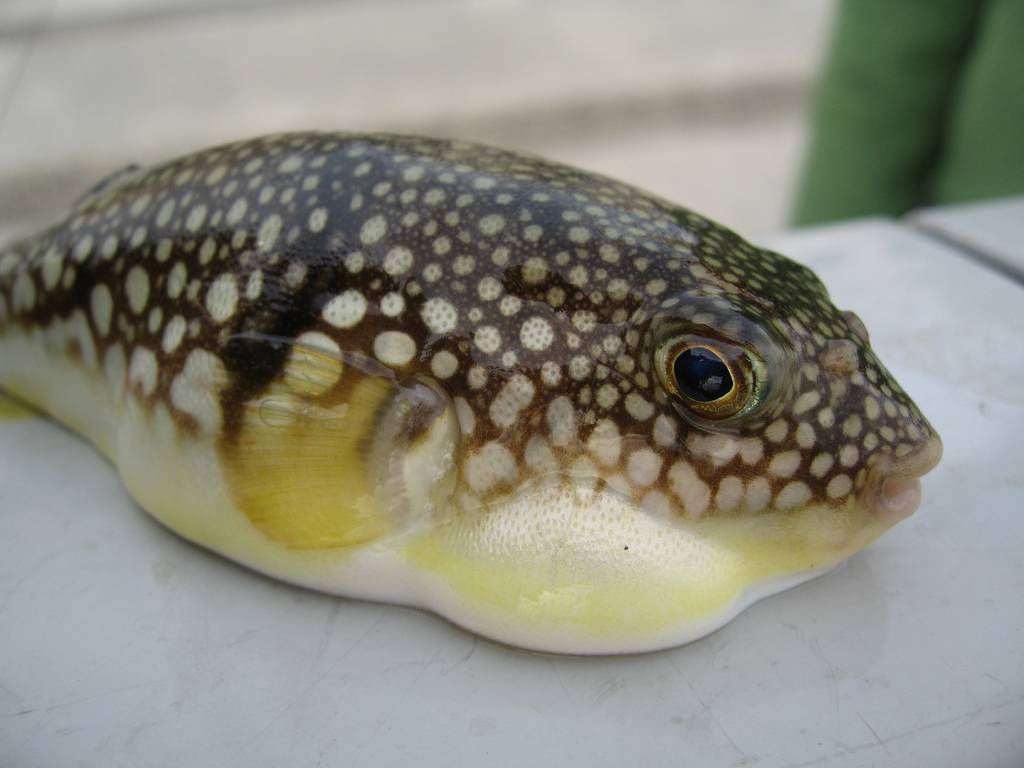 Ekel-Essen Japan Kugelfisch Fugu