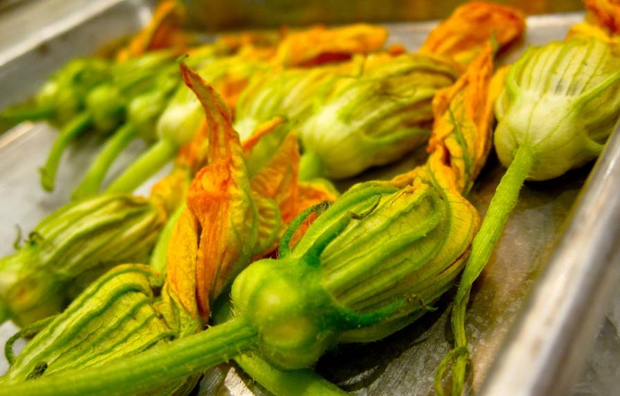 Kürbis Zucchini Blüte Tempura