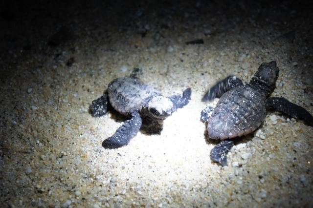 Baby Schildkröte yakushima