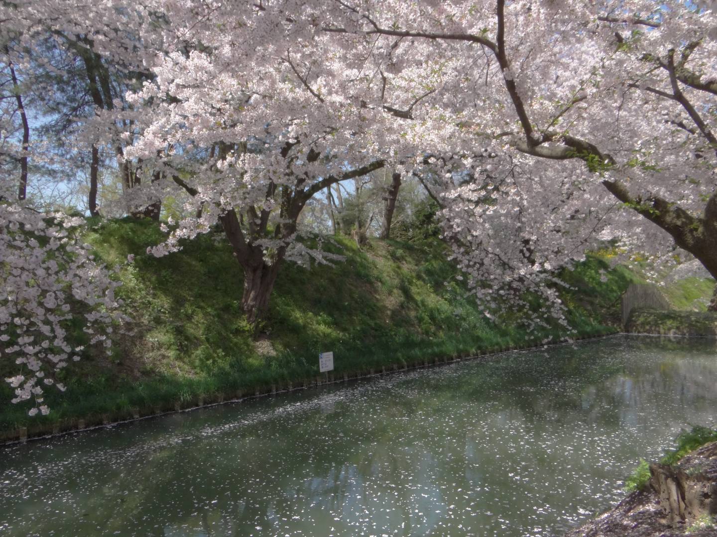Kirschblüte in Hirosaki © Jennifer Romswinkel