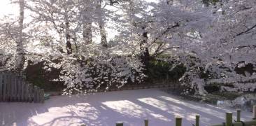 Kirschblüte in Hirosaki © Jennifer Romswinkel