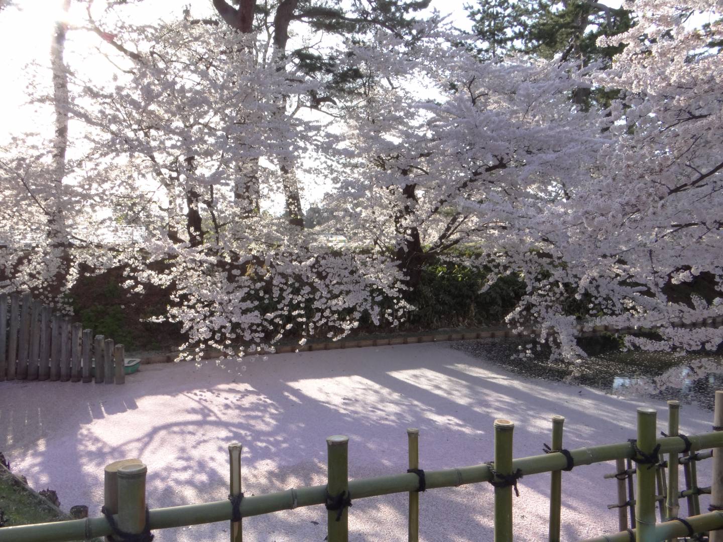 Kirschblüte in Hirosaki © Jennifer Romswinkel