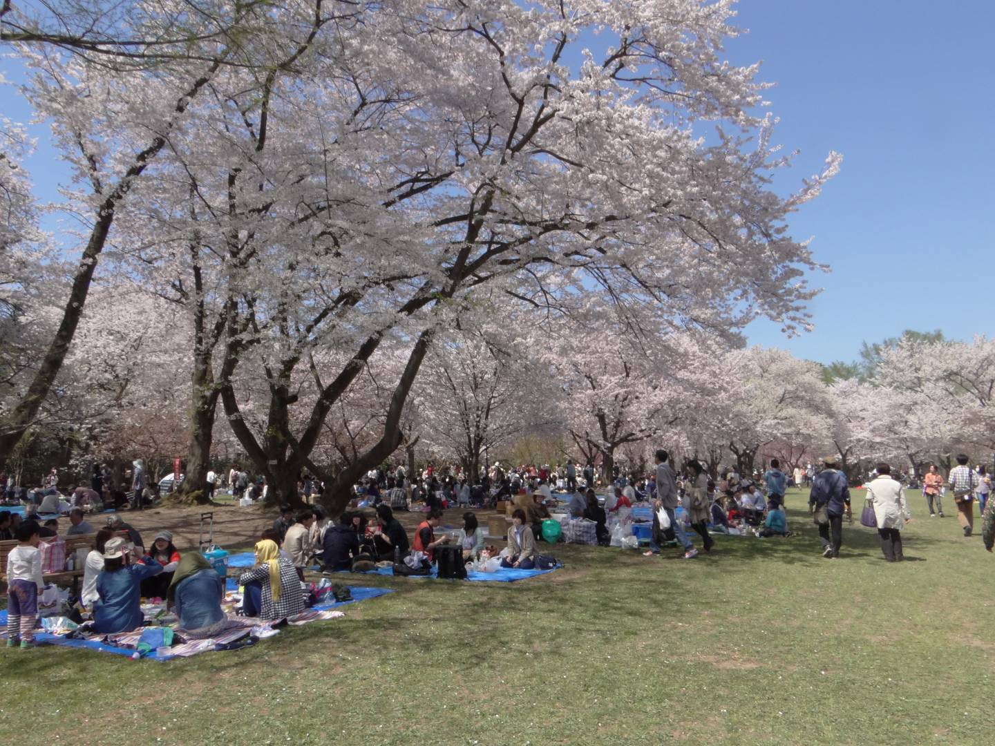 Kirschblüte in Hirosaki © Jennifer Romswinkel