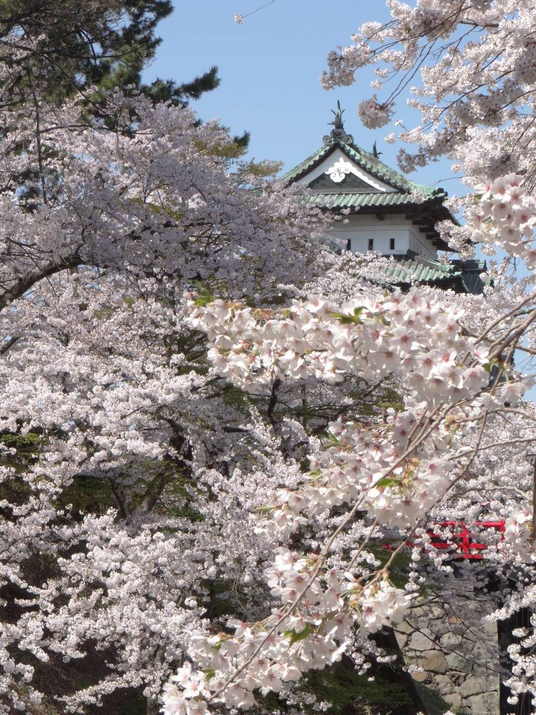 Kirschblüte in Hirosaki © Jennifer Romswinkel