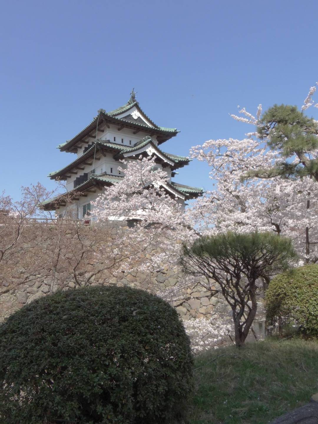 Kirschblüte in Hirosaki © Jennifer Romswinkel