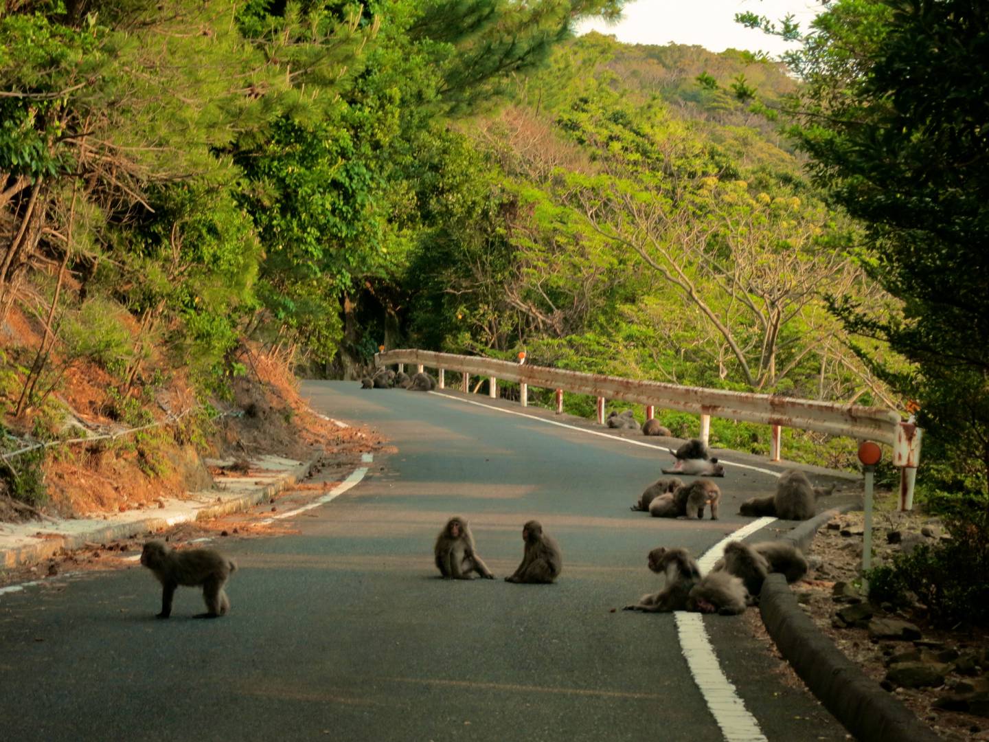 Makaken yakushima