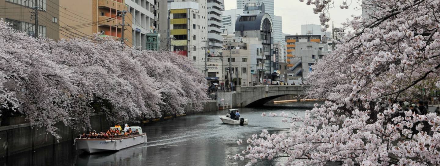 Kirschblüte Yokohama Sakura Hanami Ookagawa