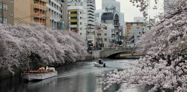 Kirschblüte Yokohama Sakura Hanami Ookagawa