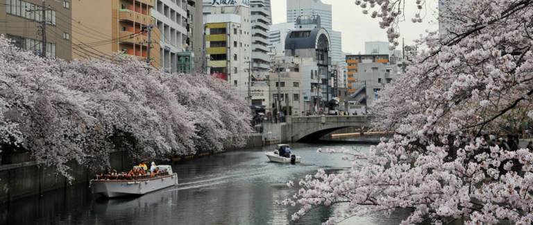 Kirschblüte Yokohama Sakura Hanami Ookagawa