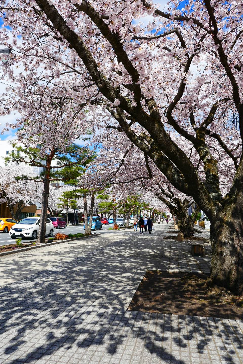 Kirschblüte in Towada © Jennifer Romswinkel