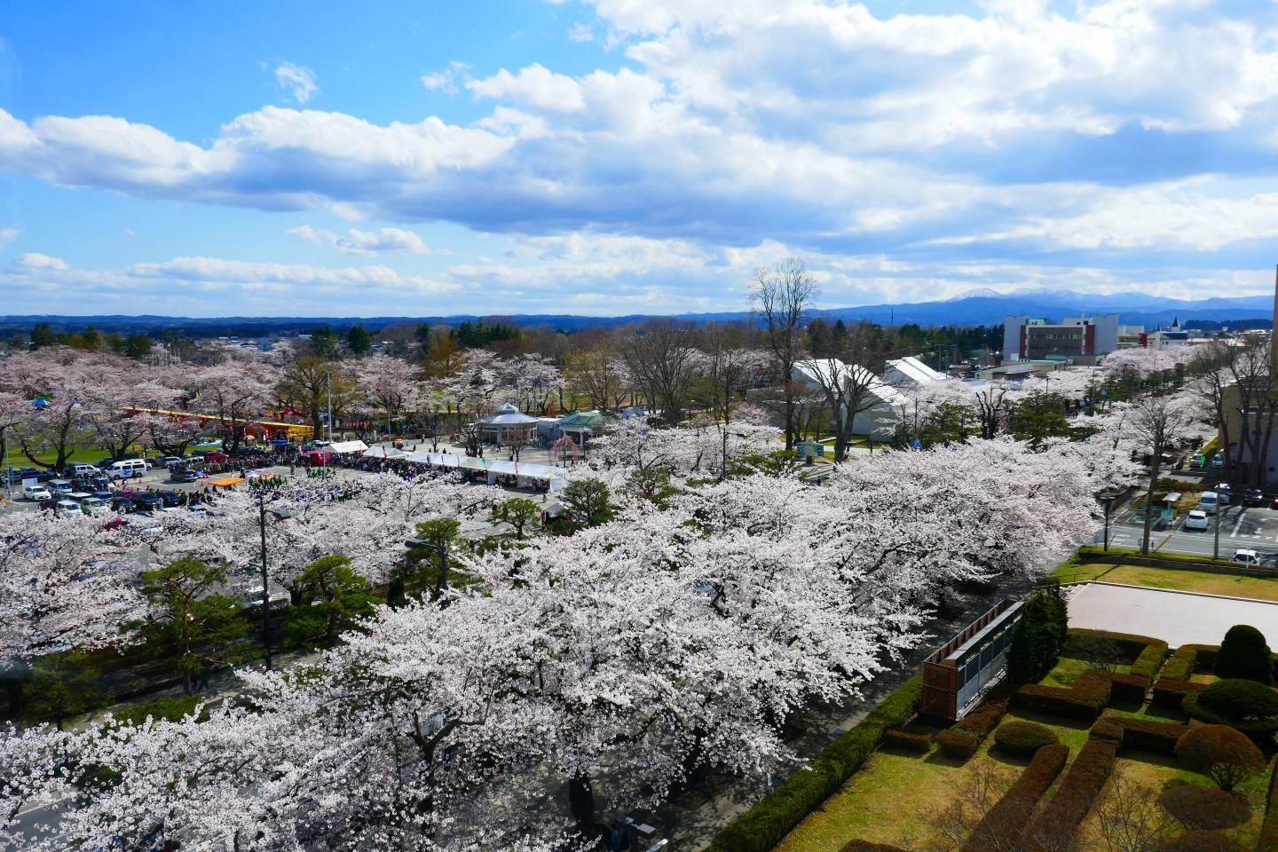 Kirschblüte in Towada