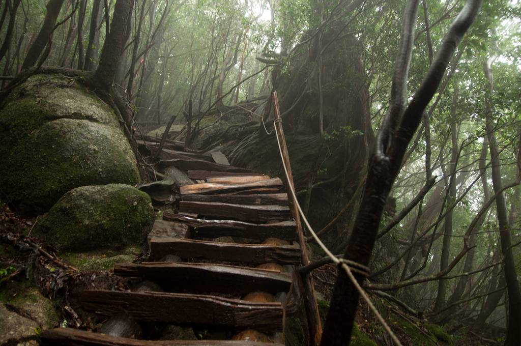 Wanderweg yakushima