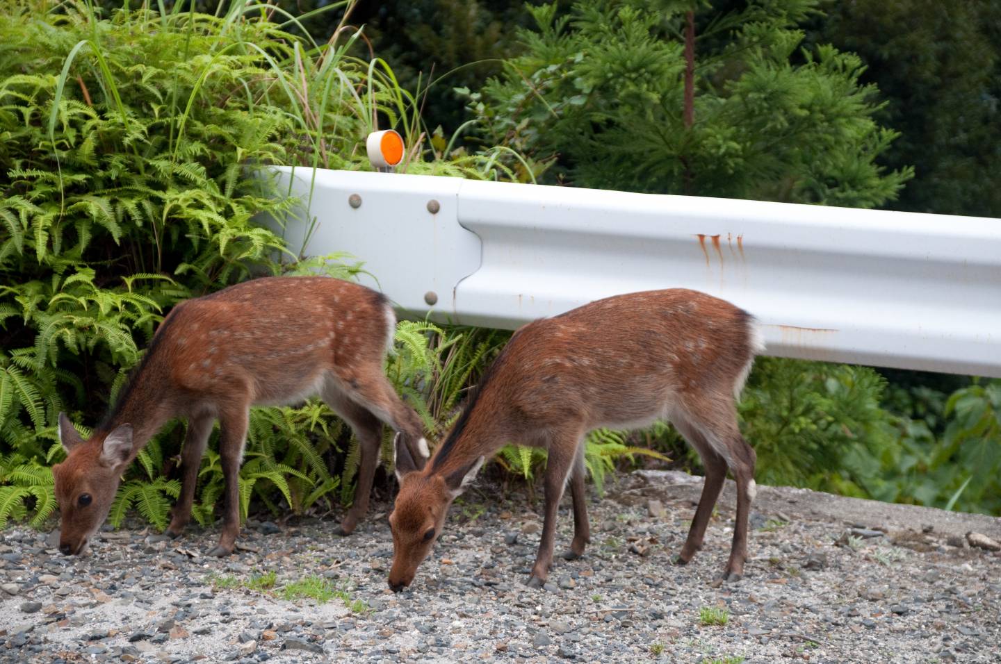 Yaku-Hirsch yakushima