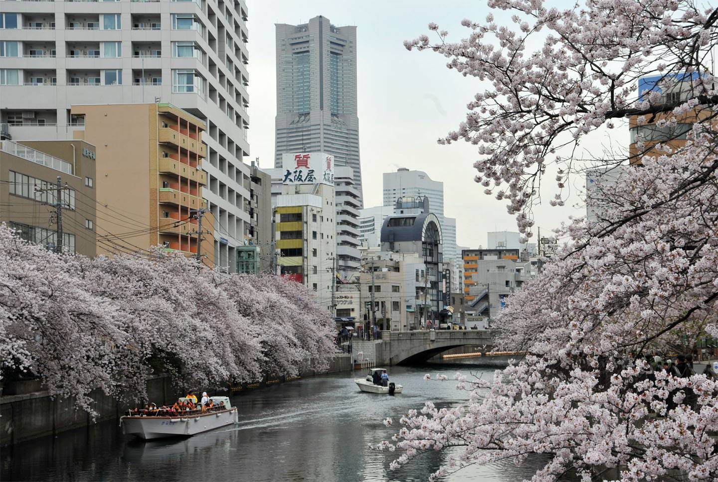 Kirschblüte Yokohama Sakura Hanami Ookagawa