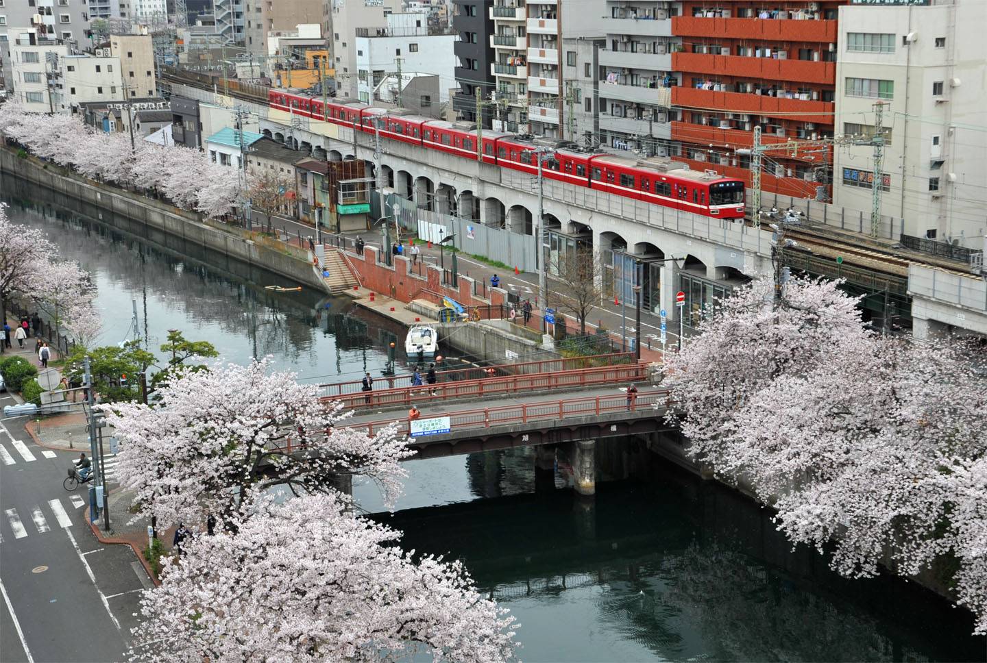 Kirschblüte Yokohama Sakura Hanami Ookagawa