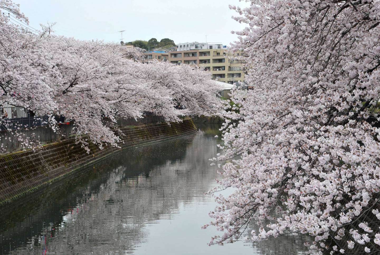Kirschblüte Yokohama Sakura Hanami Ookagawa