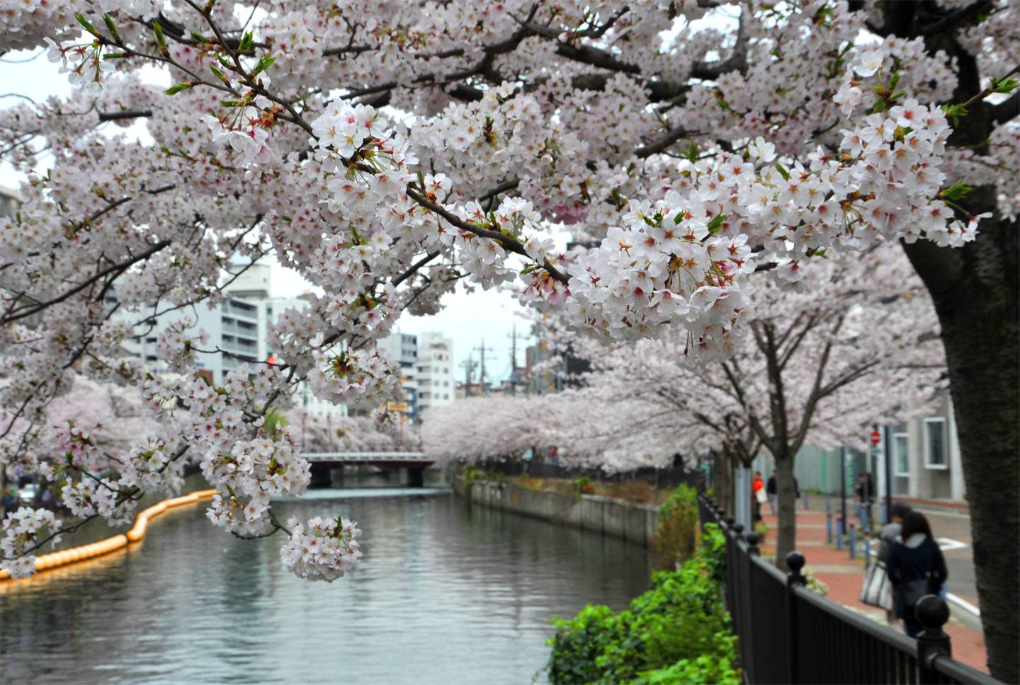 Kirschblüte Yokohama Sakura Hanami Ookagawa