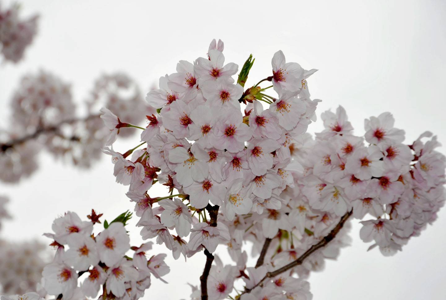 Kirschblüte Yokohama Sakura Hanami Ookagawa