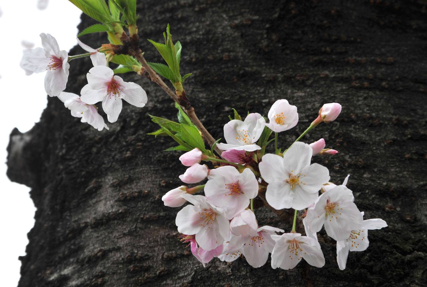 Kirschblüte Yokohama Sakura Hanami Ookagawa