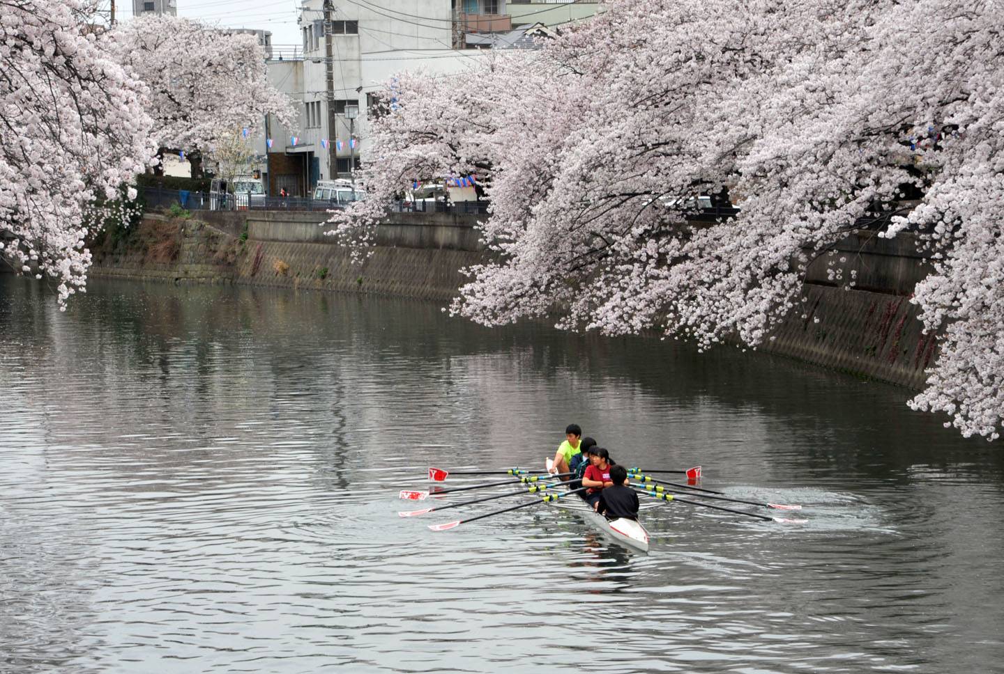 Kirschblüte Yokohama Sakura Hanami Ookagawa