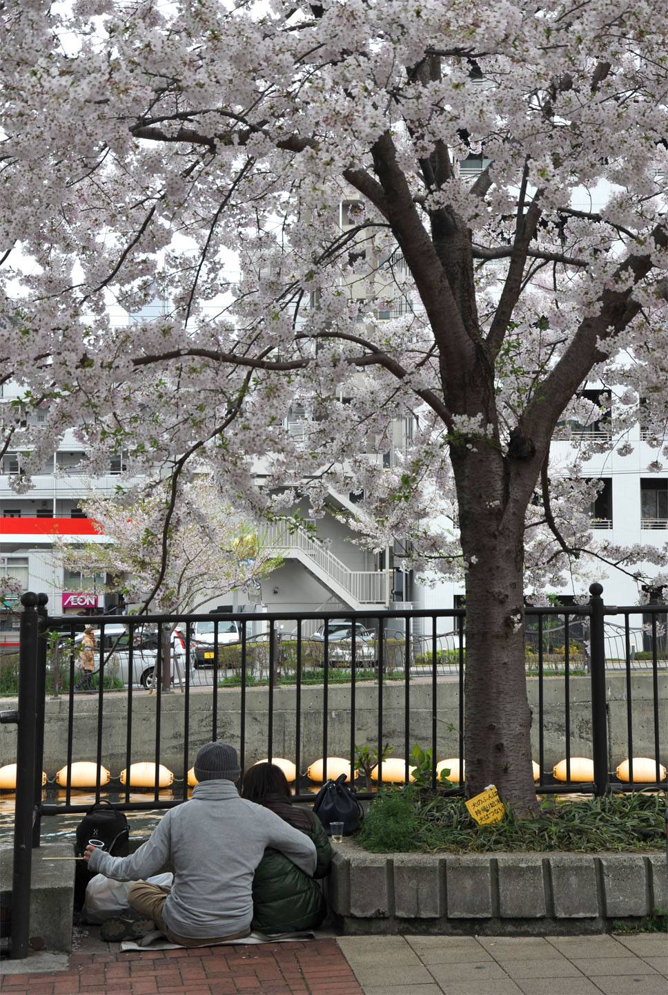 Kirschblüte Yokohama Sakura Hanami Ookagawa