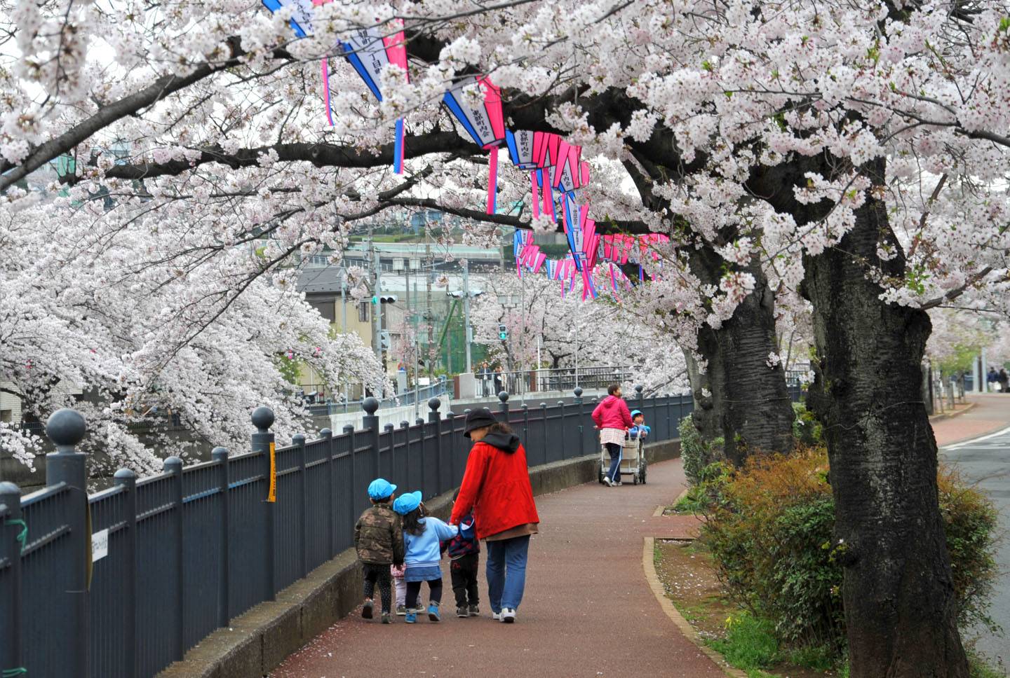 Kirschblüte Yokohama Sakura Hanami Ookagawa