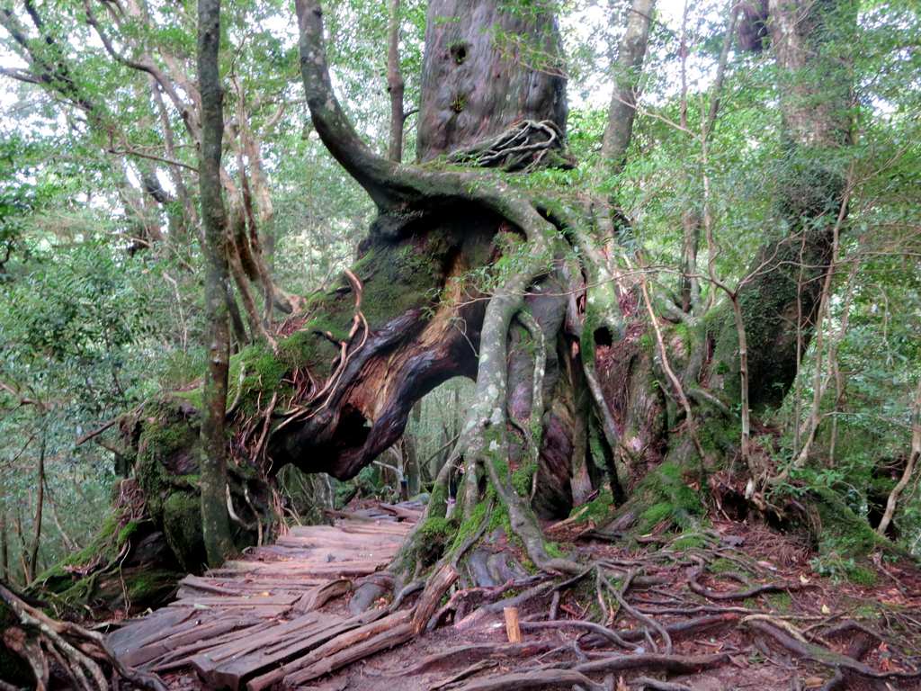 Zeder yakushima