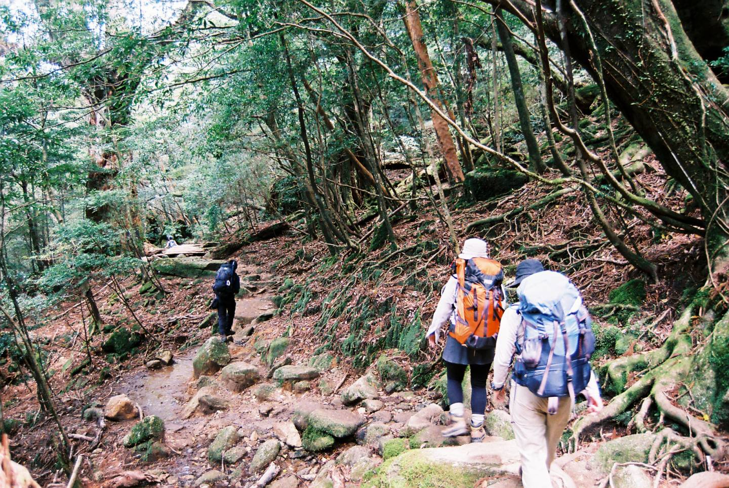 yakushima