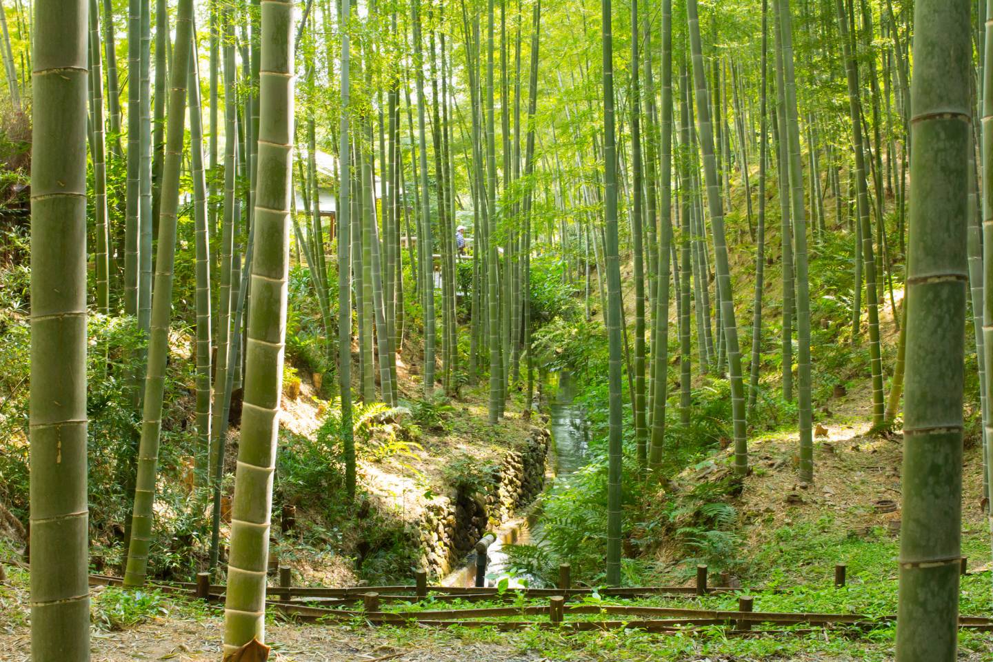 arashiyama bambuswald