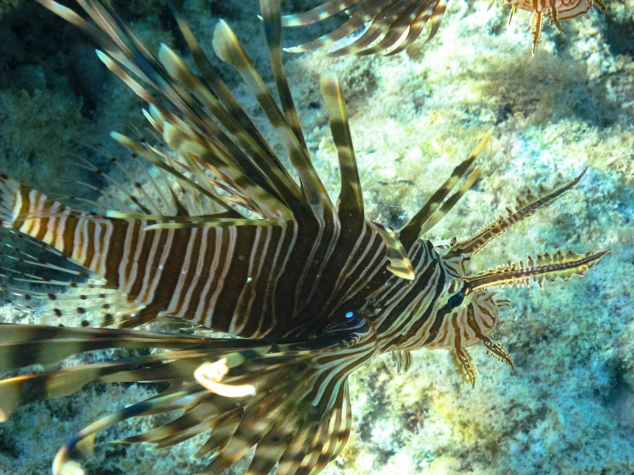 Iriomote Yonaguni Okinawa Korallen Riff Schnorcheln Tauchen Fische Urlaub