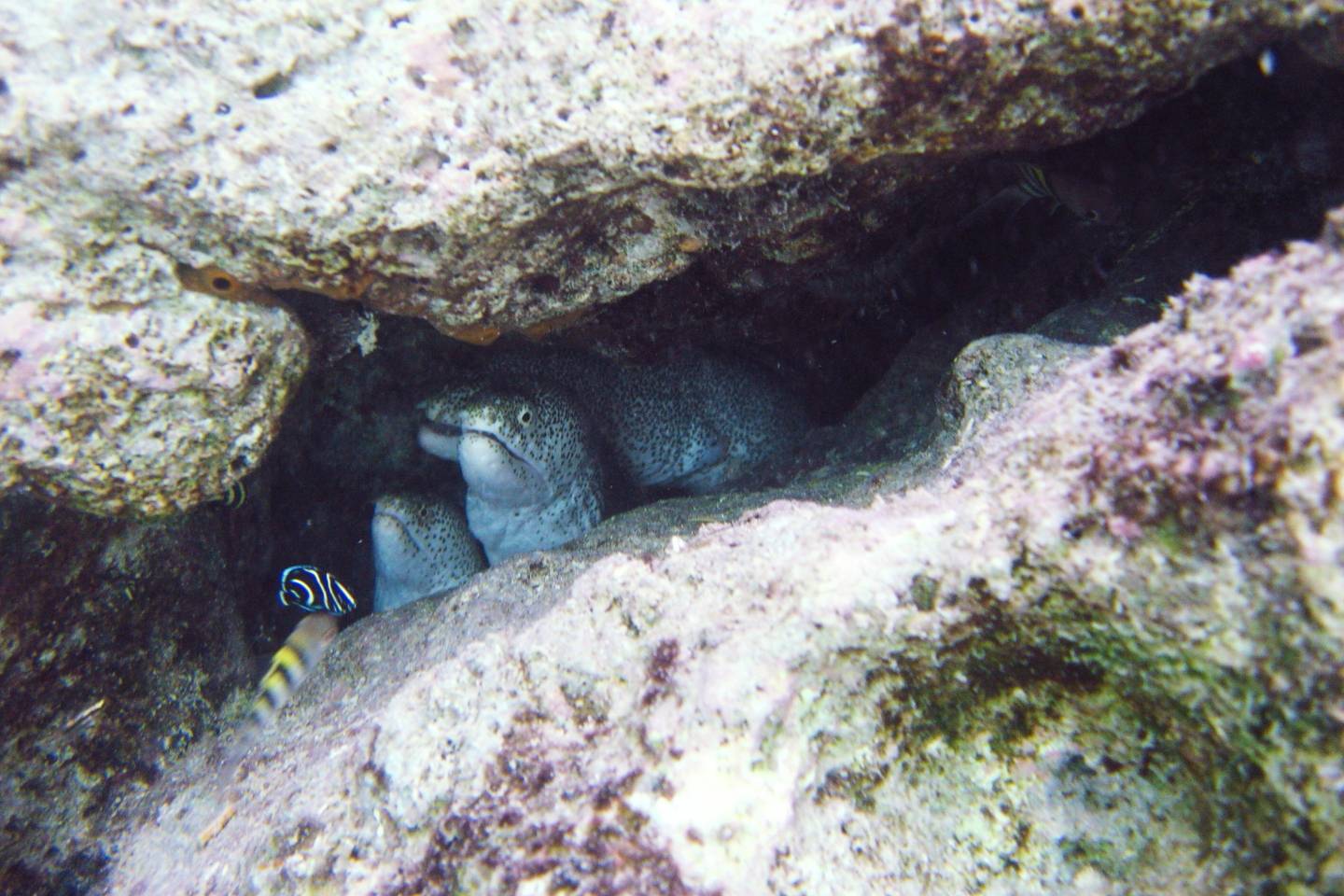 Iriomote Yonaguni Okinawa Korallen Riff Schnorcheln Tauchen Fische Urlaub