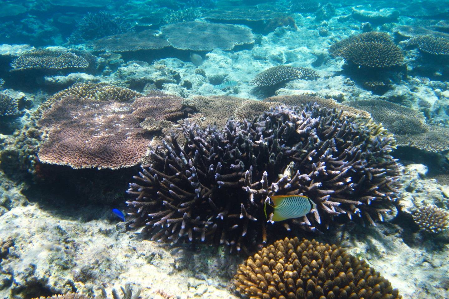 Iriomote Yonaguni Okinawa Korallen Riff Schnorcheln Tauchen Fische Urlaub