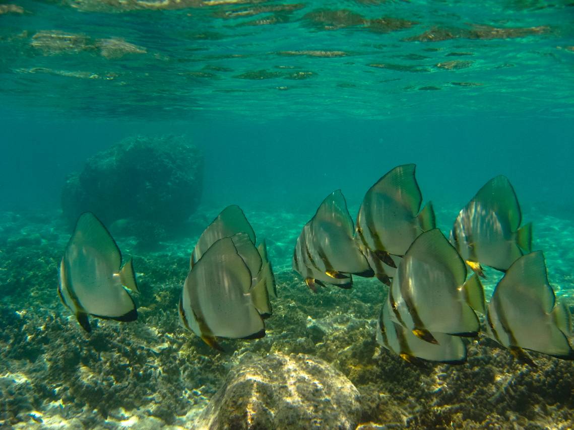 Iriomote Yonaguni Okinawa Korallen Riff Schnorcheln Tauchen Fische Urlaub