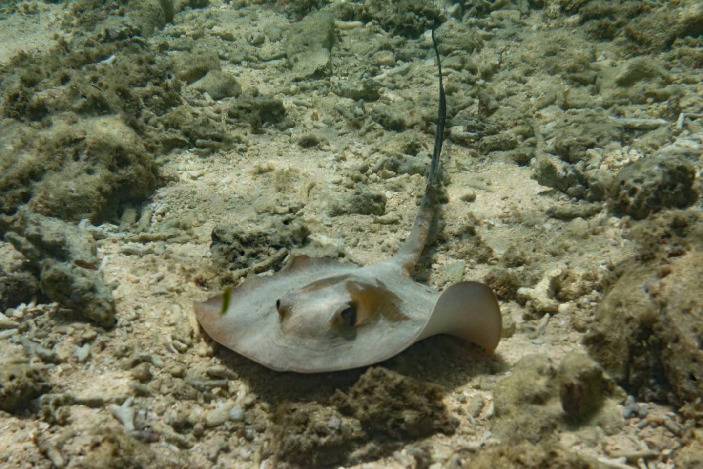 Iriomote Yonaguni Okinawa Korallen Riff Schnorcheln Tauchen Fische Urlaub