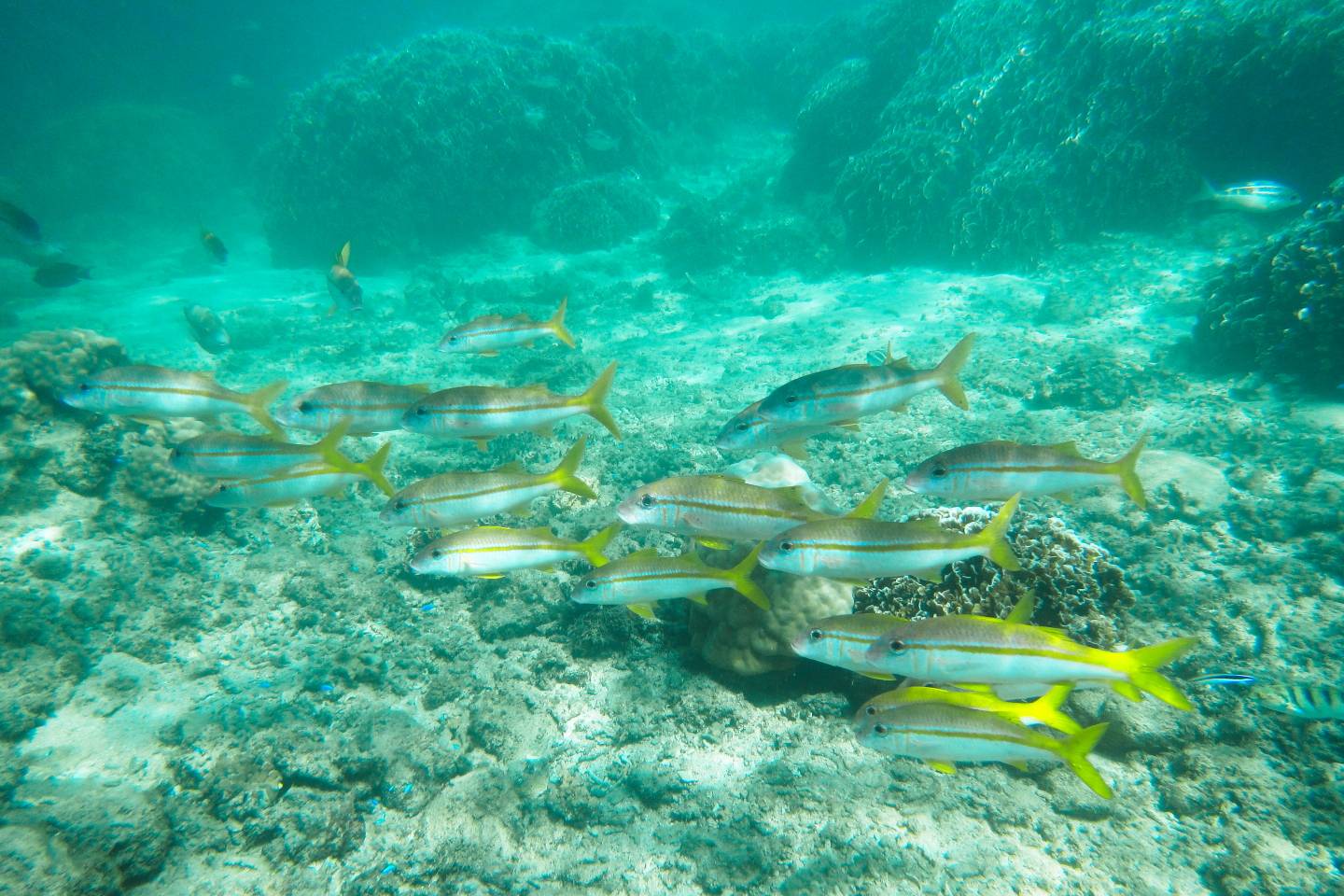 Iriomote Yonaguni Okinawa Korallen Riff Schnorcheln Tauchen Fische Urlaub