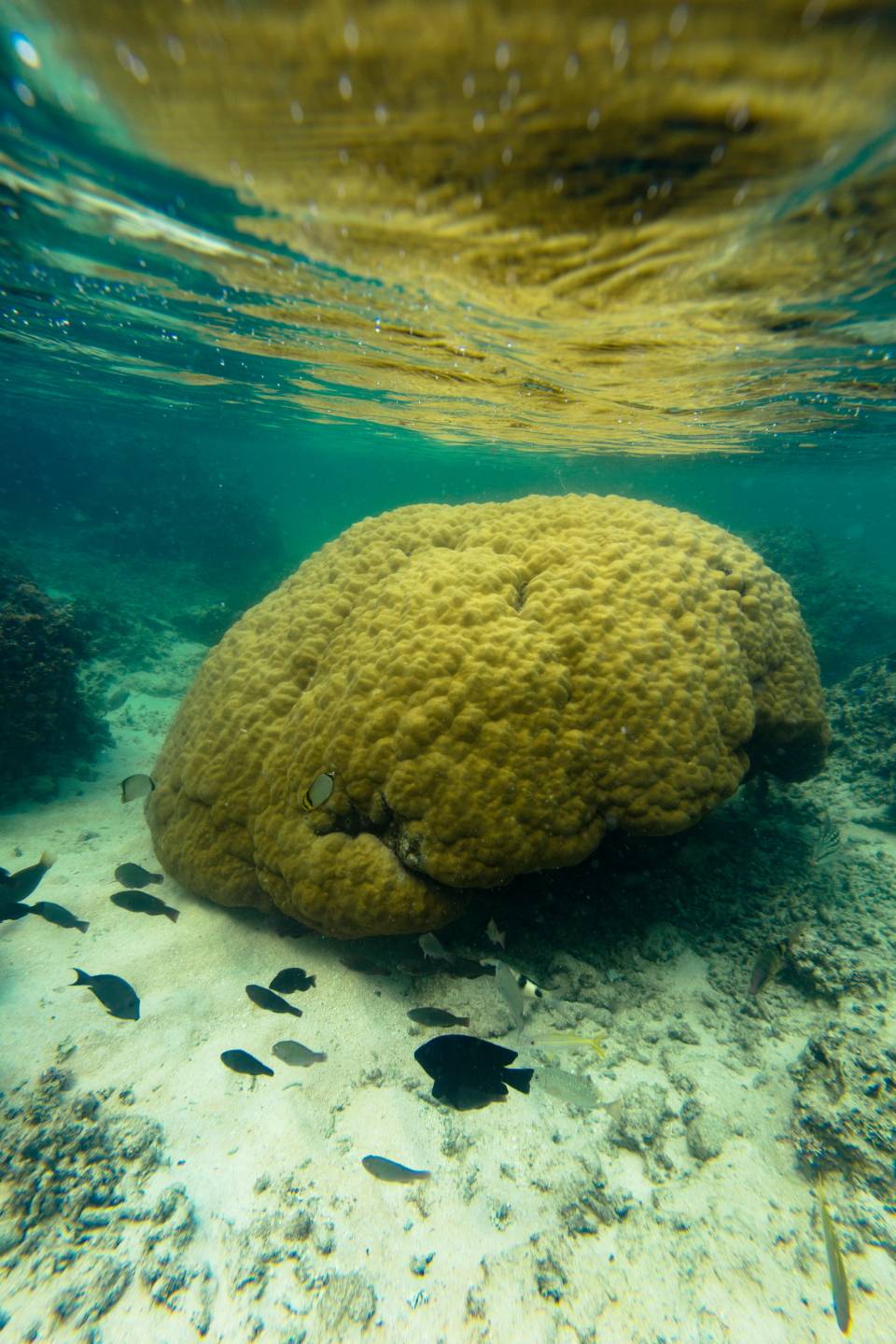 Iriomote Yonaguni Okinawa Korallen Riff Schnorcheln Tauchen Fische Urlaub