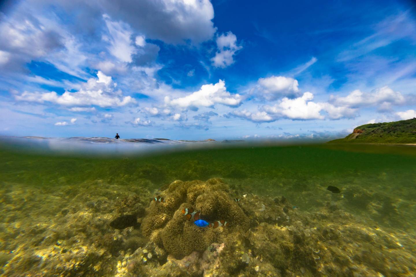 Iriomote Yonaguni Okinawa Korallen Riff Schnorcheln Tauchen Fische Urlaub