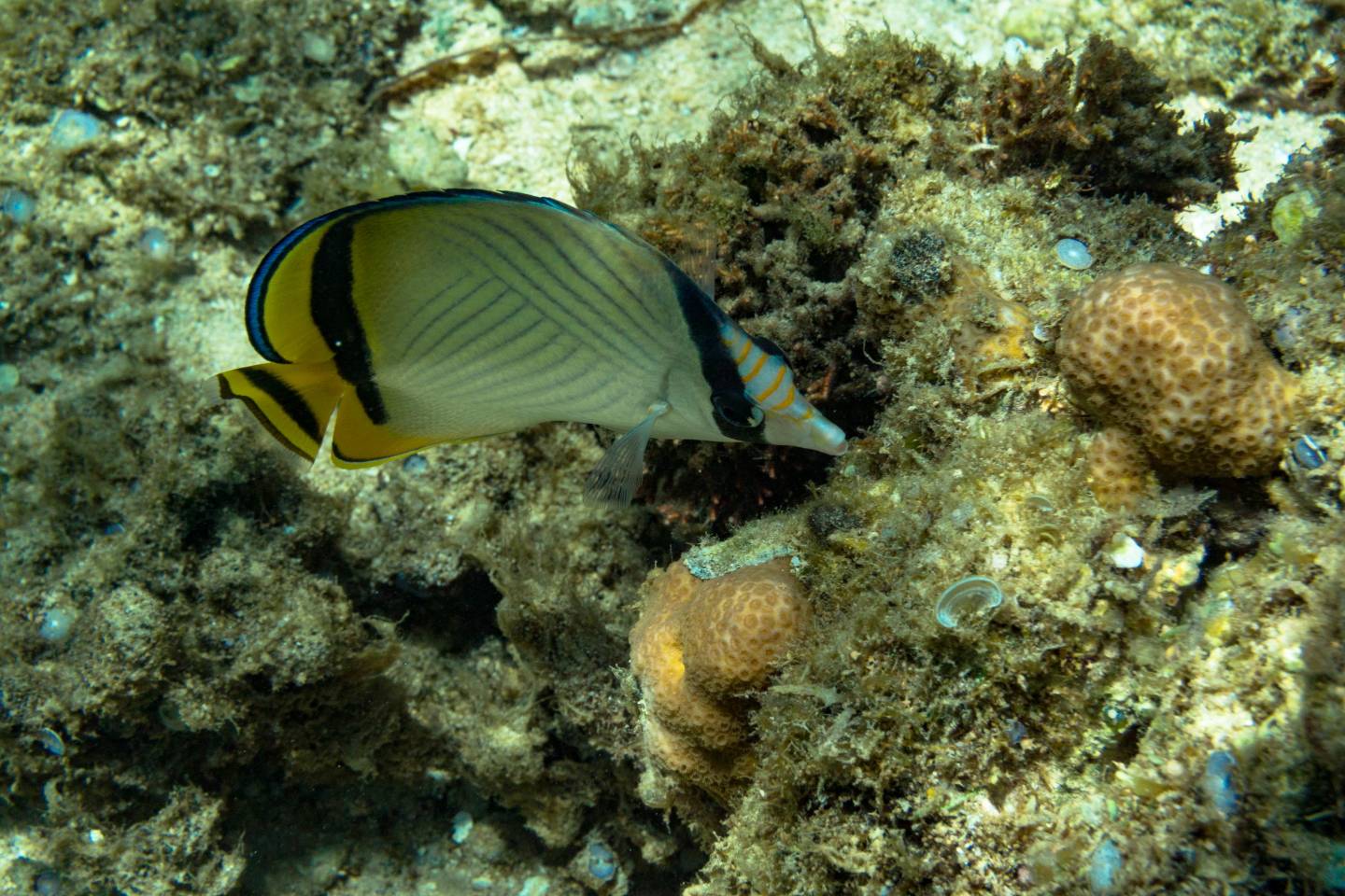 Iriomote Yonaguni Okinawa Korallen Riff Schnorcheln Tauchen Fische Urlaub