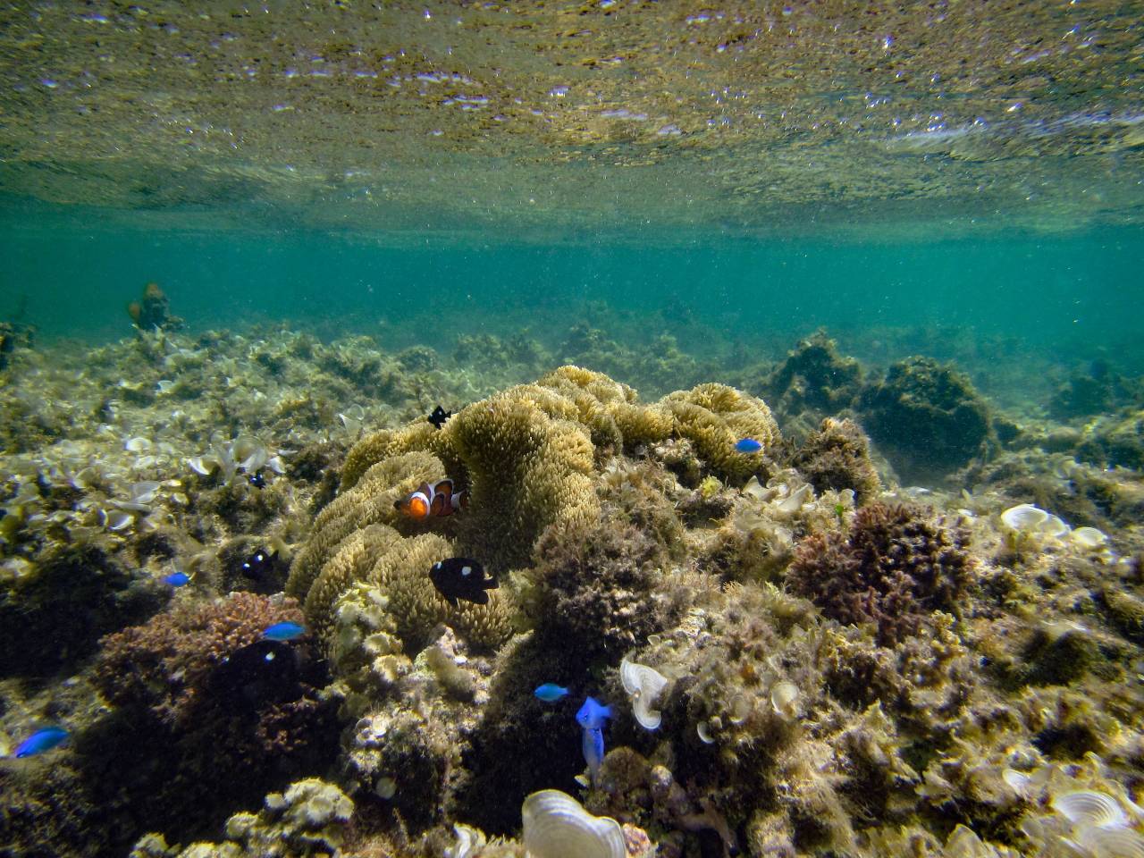 Iriomote Yonaguni Okinawa Korallen Riff Schnorcheln Tauchen Fische Urlaub