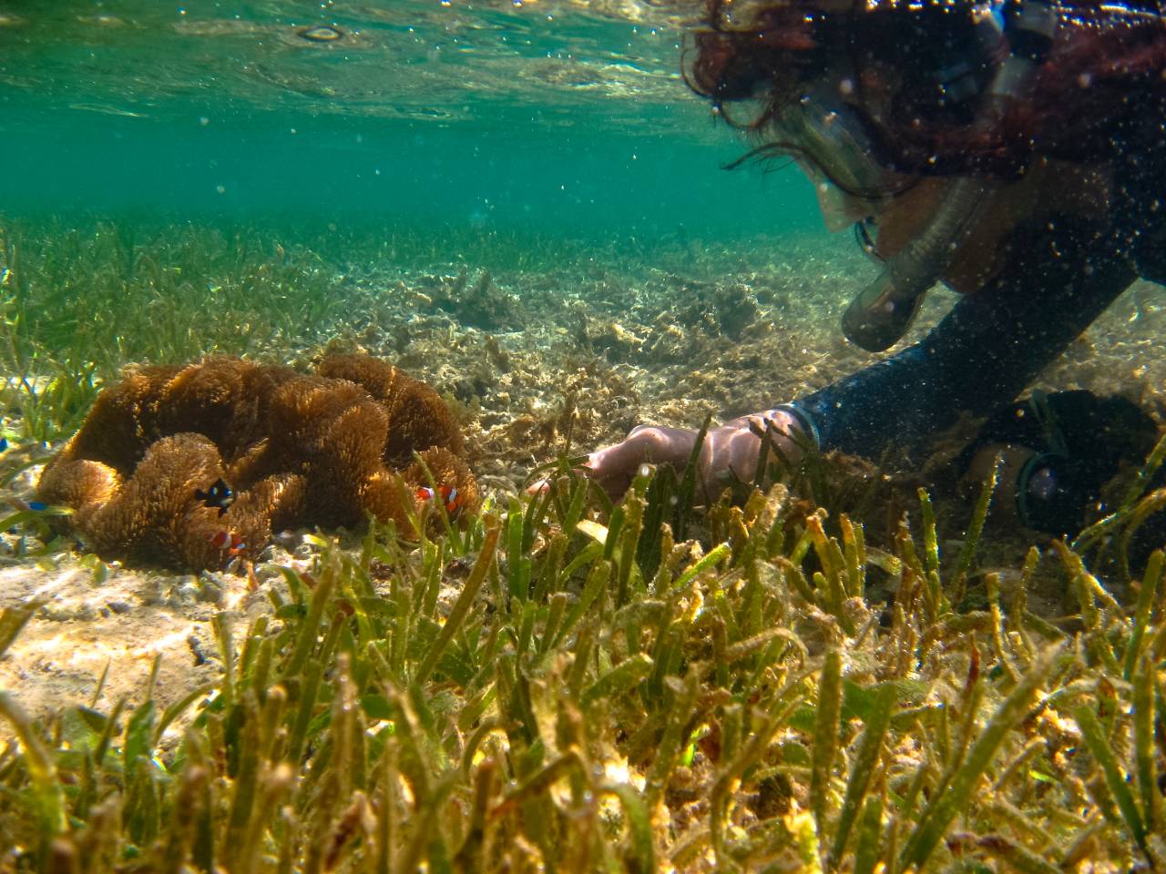 Iriomote Yonaguni Okinawa Korallen Riff Schnorcheln Tauchen Fische Urlaub