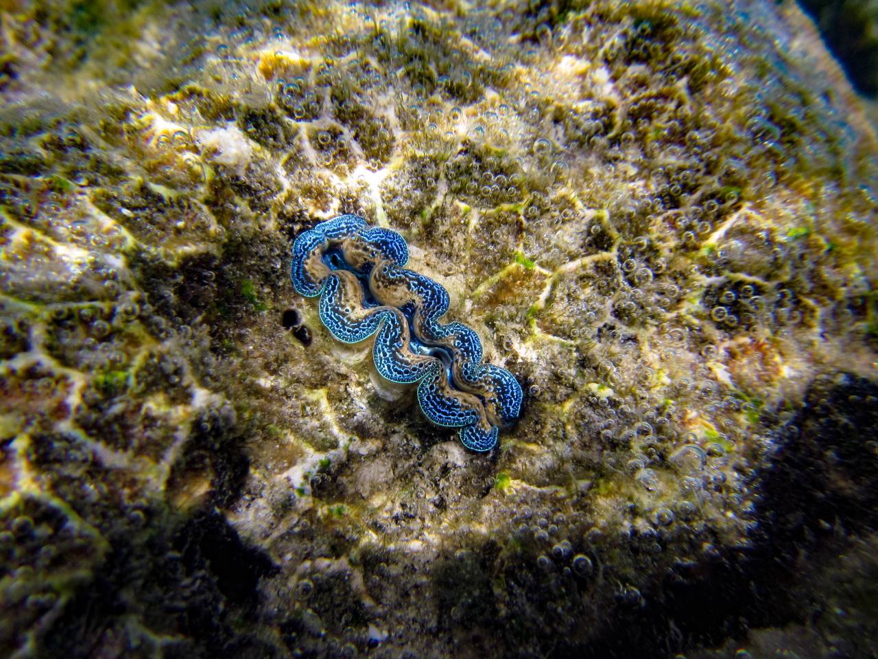 Iriomote Yonaguni Okinawa Korallen Riff Schnorcheln Tauchen Fische Urlaub