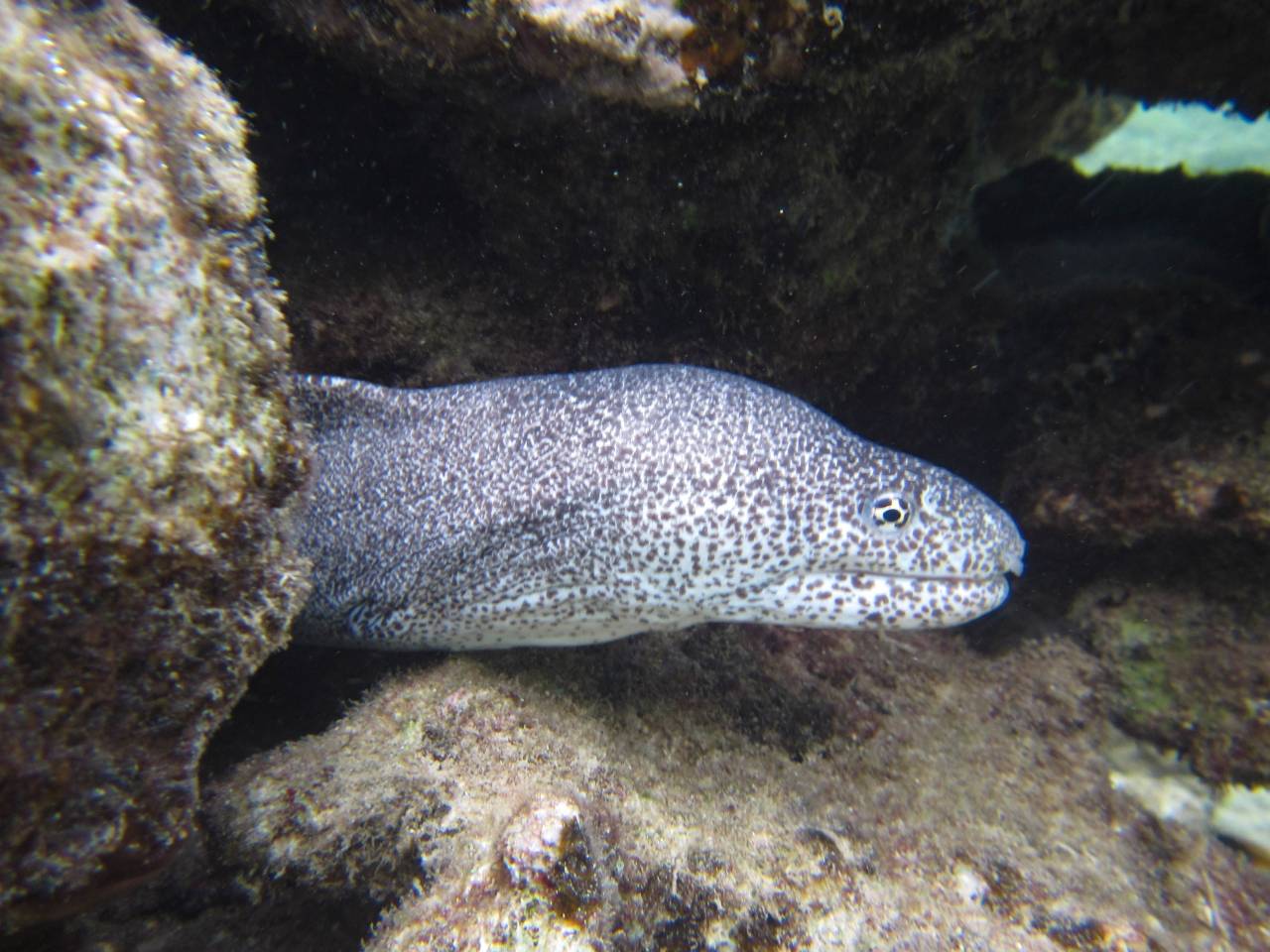 Iriomote Yonaguni Okinawa Korallen Riff Schnorcheln Tauchen Fische Urlaub